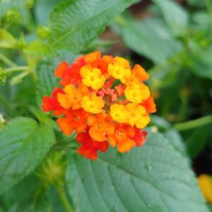LANTANA M12