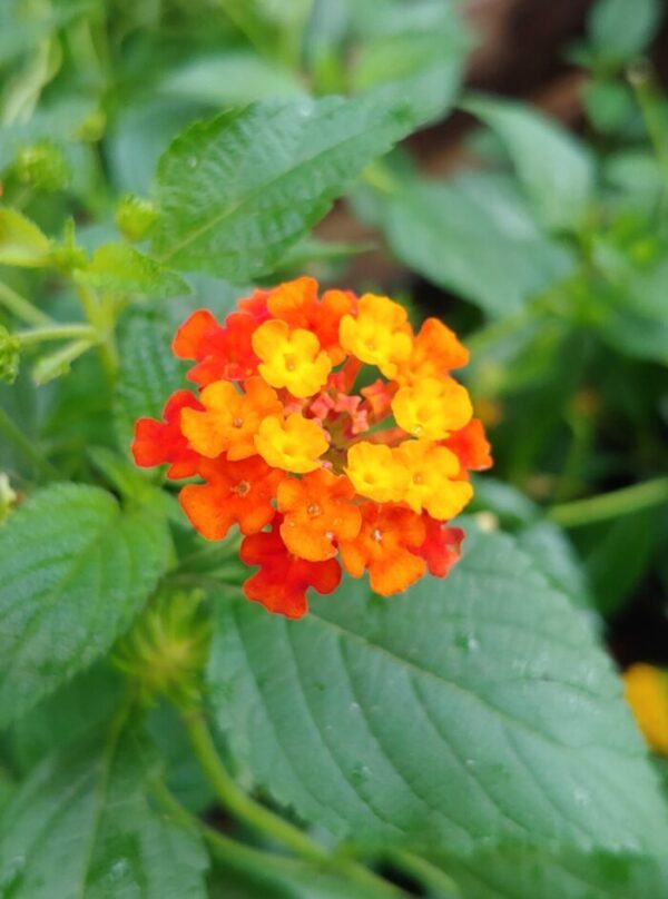 LANTANA M12