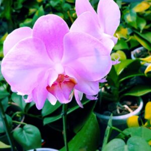 ORQUIDEA PHALAENOPSIS