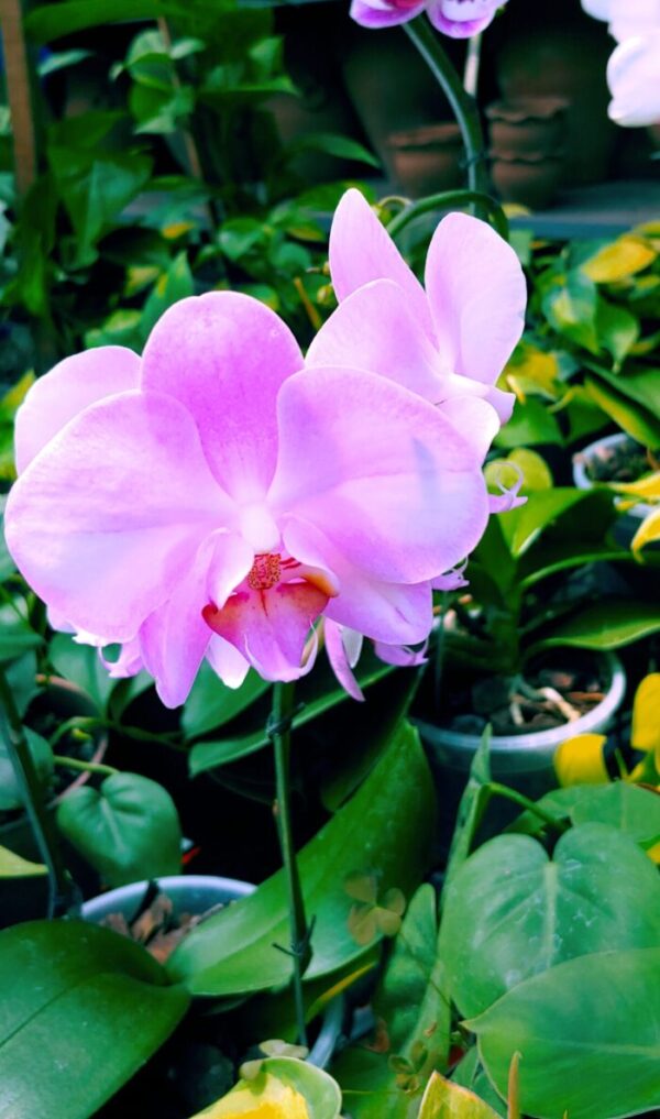 ORQUIDEA PHALAENOPSIS