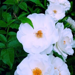 ROSA 5L-7L