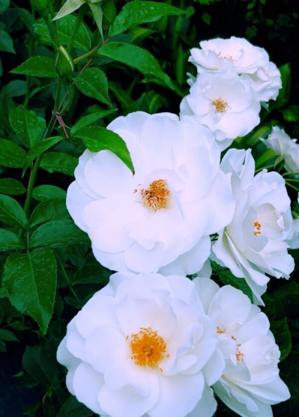 ROSA 5L-7L
