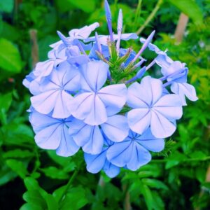 ENREDADERA JAZMIN DEL CIELO 3L