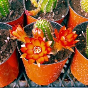 CACTUS M10