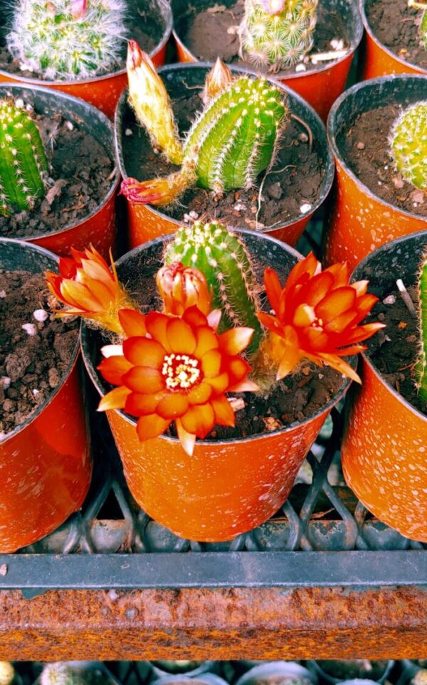 CACTUS M10