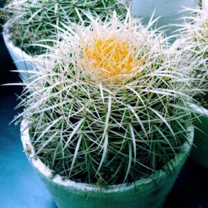 CACTUS GRUSONII 1L