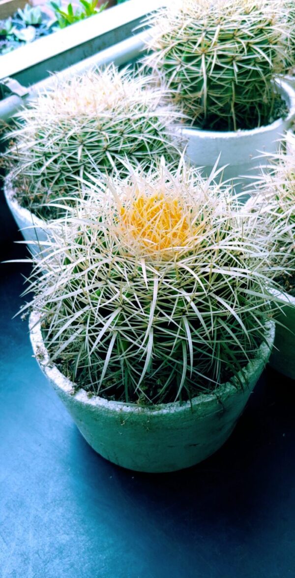 CACTUS GRUSONII 1L
