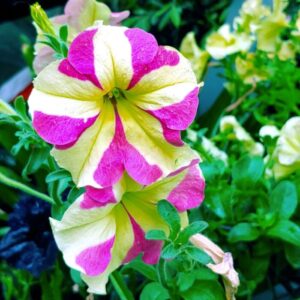 PETUNIA M12