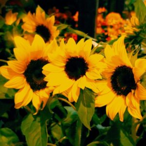 GIRASOL M12