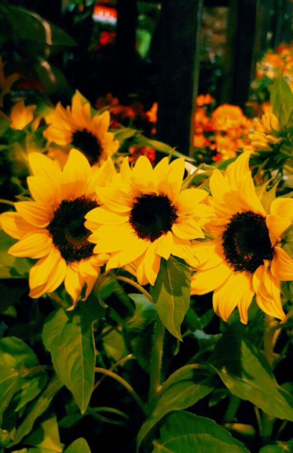 GIRASOL M12