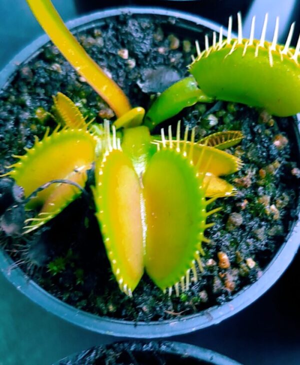VENUS ATRAPAMOSCAS