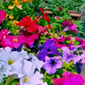 Plantas