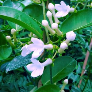 ENREDADERA JAZMIN DE MADAGASCAR 3L